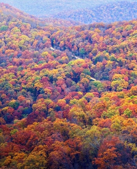 Area fall foliage