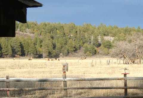Elk grazing