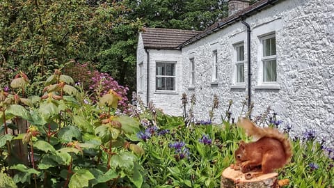Red Squirrels in Abbotsway Cottage garden