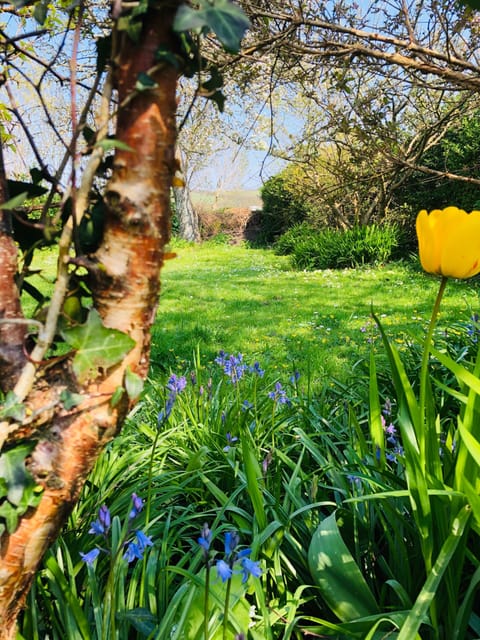 Spring time in the garden