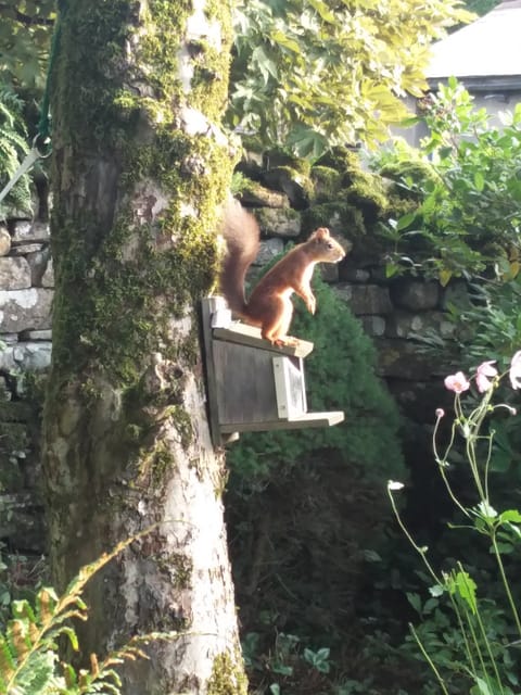 Feeder in the back garden