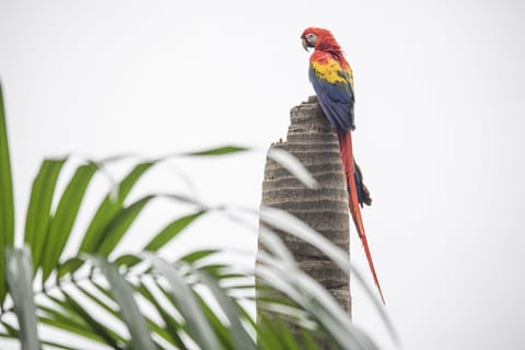 Tree Top Dome | Terrace/patio