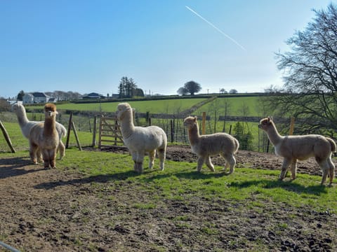 Surrounding area | Hen Llaeth - Blaenhirbant Isaf Cottages, Cwmsychpant, near Lampeter