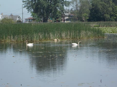 Watch for our Bald Eagles, Swans, Herons, Cranes and so much more wildlife.