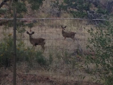 Where the wild things roam...