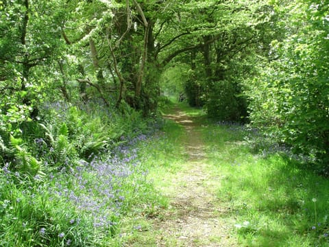 North Lodge wooded walk