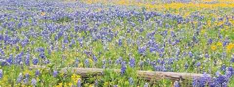 Beautiful Texas Bluebonnets!