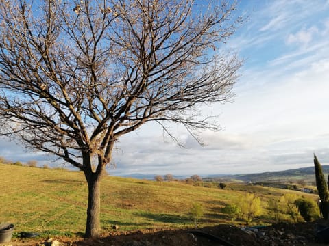 Superior Single Room | Garden view