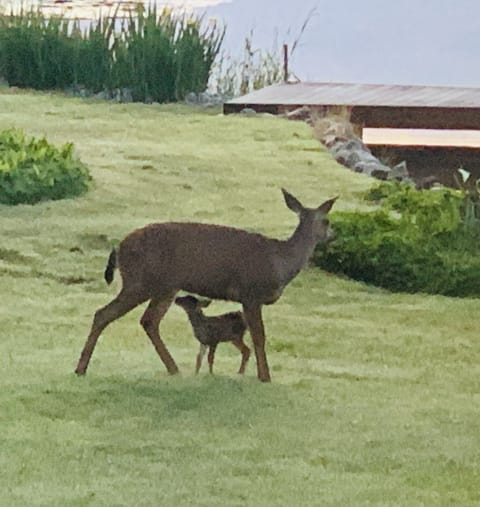 Doe and her fawn visiting
