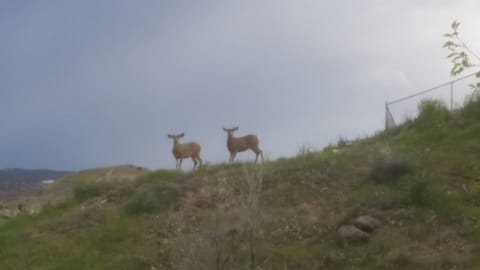 Area is frequented by deer