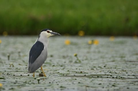 Bihoreau gris. Photo par Etienne Vanreck