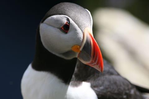 Puffin close up
