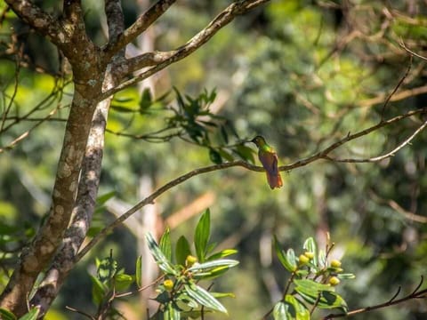 Romantic Double Room (Chalé Passarinho) | Terrace/patio
