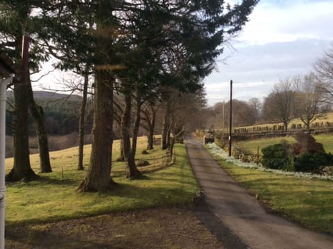 Tree, Nature, Natural Landscape, Atmospheric Phenomenon, Natural Environment, Land Lot, Grass, Road, Morning, Sky