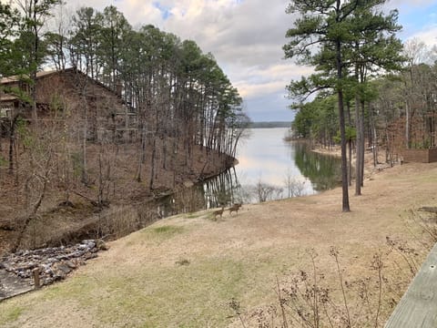 Deer often visit in the evenings.