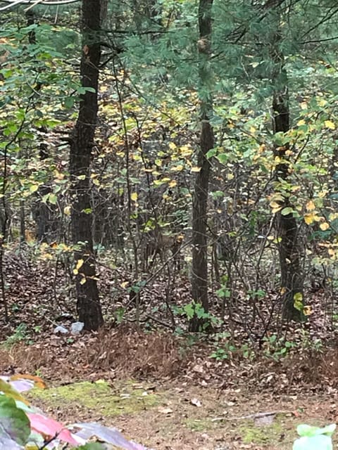 Can you spot the deer? Surrounded  by Woods