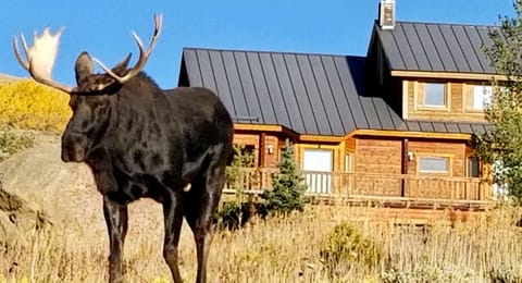 Moose in our back yard