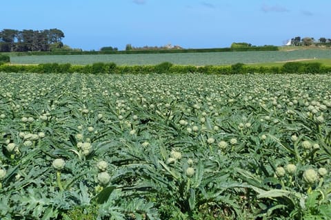 Immediate Surroundings [summer] (&lt;1 km)