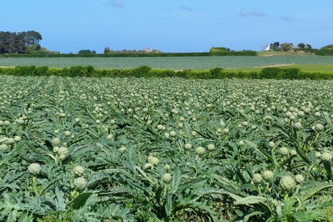 Immediate Surroundings [summer] (&lt;1 km)