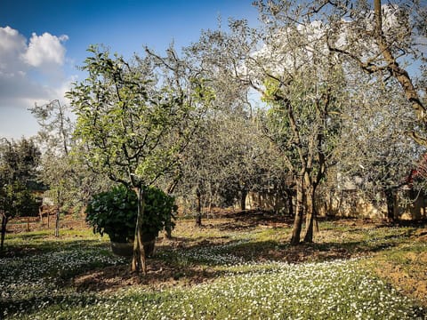 Tree, Nature, Natural Landscape, Woody Plant, Spring, Plant, Natural Environment, Grass, Sky, Branch