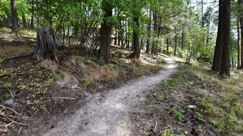 Walking path to the lake