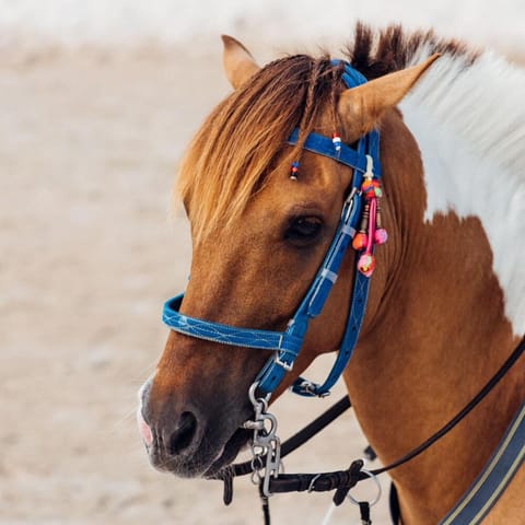 Horseback riding