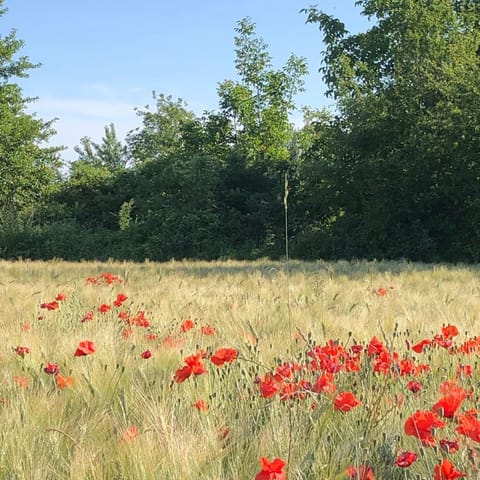 Land view from property