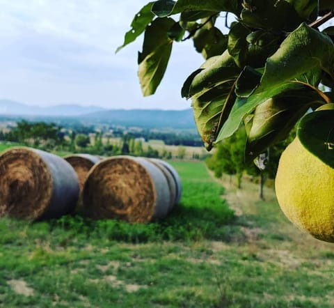 Land view from property