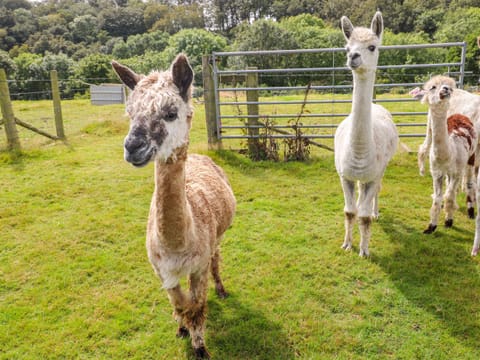 Cottage | Miscellaneous