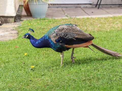 Cottage | Property grounds