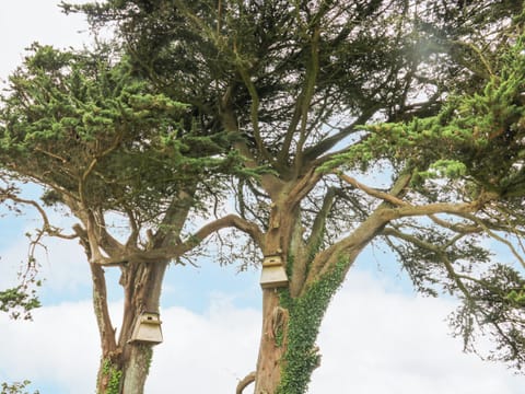 Cottage | Miscellaneous