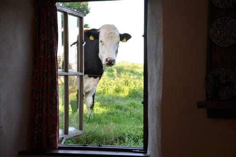 Visitors in the morning outside Cottage kitchen or Carriage House bedroom.