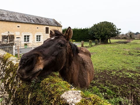 Flower, Plant, Sky, Plant Community, Ecoregion, Nature, Botany, Land Lot, Fence, Vegetation