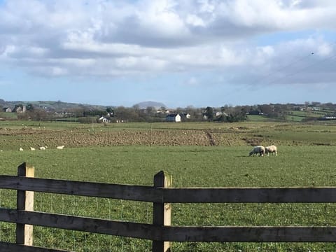 Slemish Mountain in the distance 