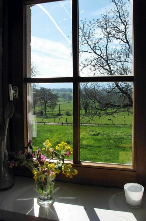 Plant, Flower, Sky, Cloud, Window, Property, Photograph, Light, Leaf
