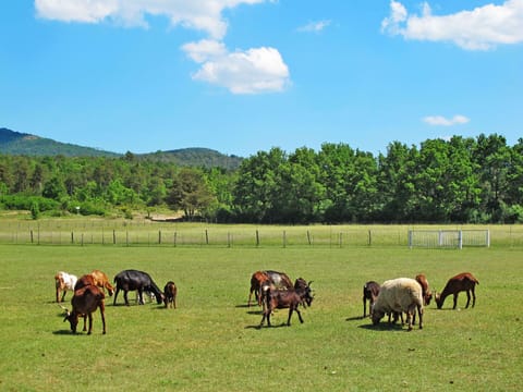 Cloud, Sky, Ecoregion, Vertebrate, Nature, Tree, Natural Landscape, Grazing, Plant