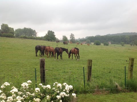 House | View from property