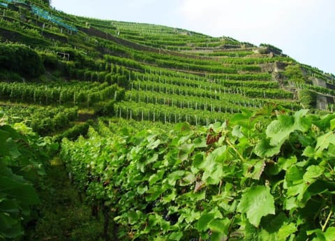 Apartment | View from property