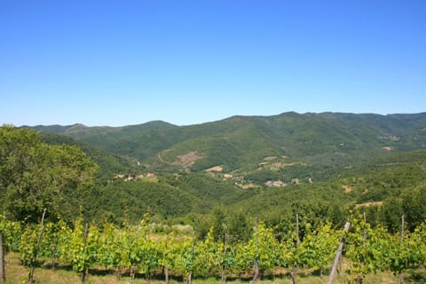 Plant, Sky, Plant Community, Mountain, Natural Landscape, Land Lot, Agriculture, Grassland, Plain, Grass