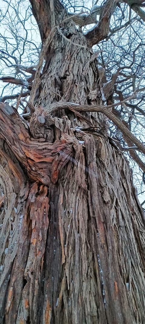 Largest Osage Tree in Geauga County Burton OHIO where the Cuyahoga River begins.