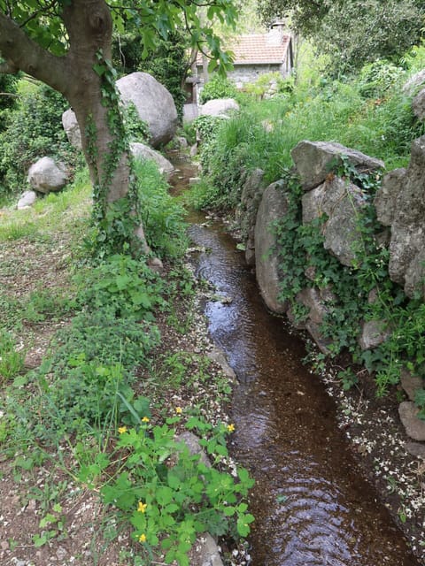 Plant, Natural Landscape, Branch, Water, Vegetation, Watercourse, Bedrock, Grass, Biome, Tree