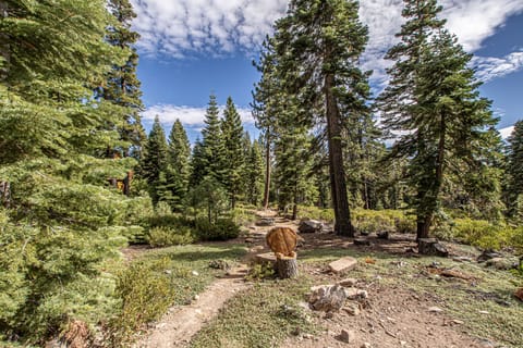 Little Bear Cabin Exterior Land - Little Bear Cabin Exterior Land