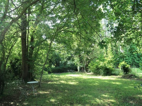 Plant, Plant Community, Natural Landscape, Shade, Tree, Trunk, Terrestrial Plant, Grass, Landscape, Deciduous