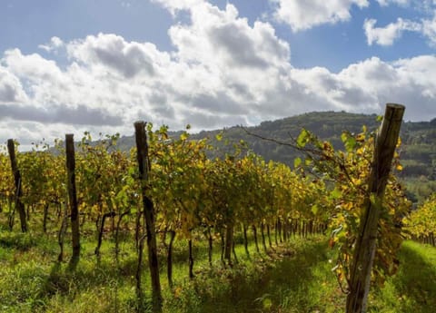 House | View from property