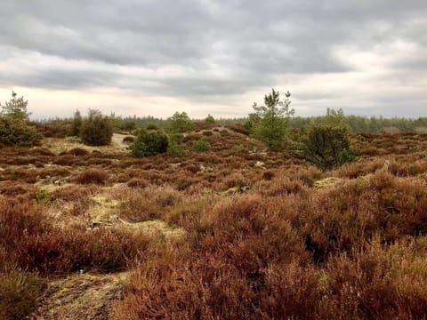 House | Miscellaneous