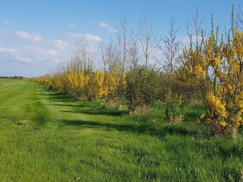 House | Miscellaneous