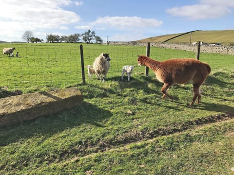 Wonderful working farm location | Ferny Rigg Byre, Falstone, near Kielder