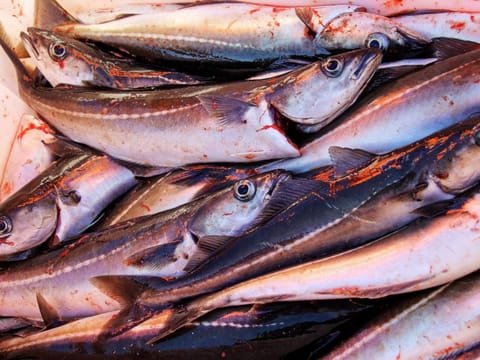 House | Miscellaneous