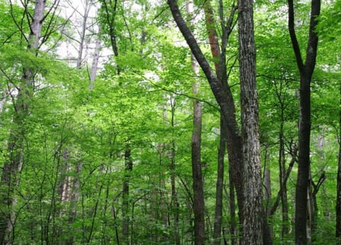 House | View from property