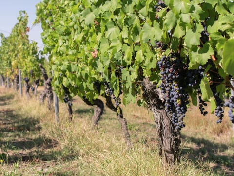 House | View from property